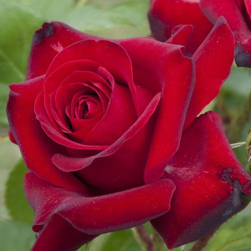 Rozen bestellen en bezorgen - floribunda roos - rood - Rosa Niccolo Paganini ® - zacht geurende roos - Alain Meilland - -